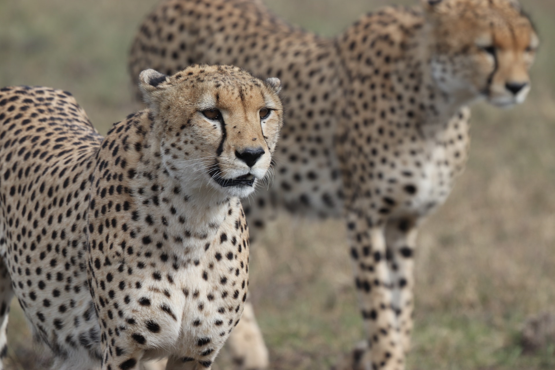 Nairobi National Park Tour